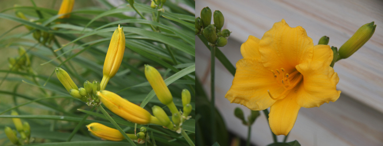 [Two photos spliced together. On the left are the growing buds. Most are already turning yellow, but a few smaller ones are still green. On the right is one yellow fully open bloom with yellow stamen with yellow tips extending from the center and then curling upward toward the sun.]